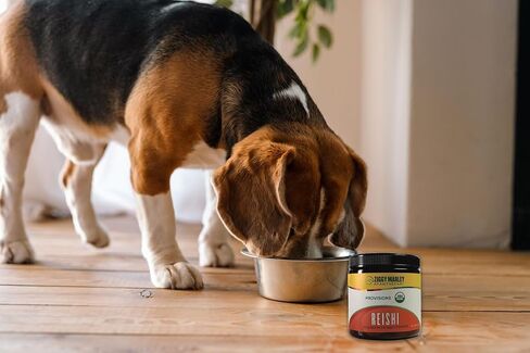 Organic Lions Mane Mushroom Powder for Dogs & Cats – Support Cognition – USDA Organic Fruiting Body Extract, 45 Servings in a Resealable Jar in Saudi Arabia