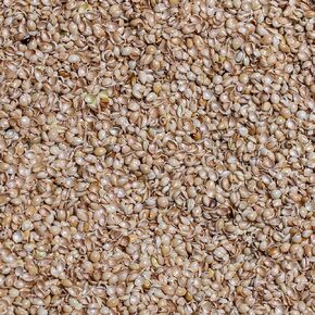 Bean Products Mults Millet Hulls | 100 ٪ نمت عضويا في الولايات المتحدة | رائع لملء الوسائد ، ومستعزلات اليوغا ، والوسائد والمزيد | المواد الكيميائية الخالية و hypoallergenic | 1 رطل