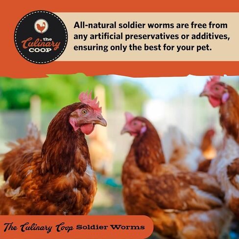 Fluker Coupinary Coop Bulk Soldierwordworms ، ديدان جندي جفاف عضوي ممتاز للبروتين العالي من الدجاج ودجاج أوميغا 3 للطيور البرية ، الزواحف ، ودجاج الدجاج للدجاجات ، 10 رطل ، in Kuwait