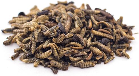 Fluker Coupinary Coop Bulk Soldierwordworms ، ديدان جندي جفاف عضوي ممتاز للبروتين العالي من الدجاج ودجاج أوميغا 3 للطيور البرية ، الزواحف ، ودجاج الدجاج للدجاجات ، 10 رطل ، in Kuwait