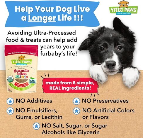 Crunchy Organic Blueberry Dog Treats, Oats & Peanut Butter Healthy Dog Treats, Vegan All Natural Dog Training Treats Made in USA Only – Low Calorie, Human-Grade, No Sugar Added Dog Biscuits in Saudi Arabia