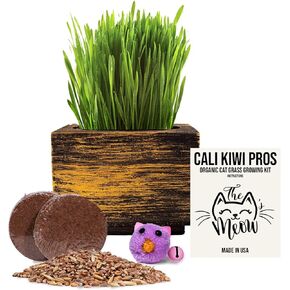 Cali Kiwi Organic Cat Grass Kit - Cat Grass for Indoor Cats with Cat Toy – Natural Hairball Remedy, Supports Digestion & Health, Single Planter (Coastal Turquoise)