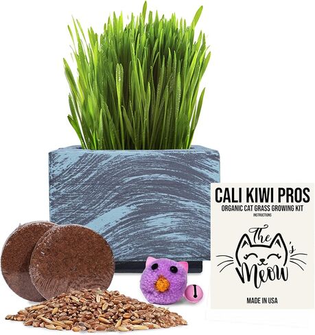 Cali Kiwi Organic Cat Grass Kit - Cat Grass for Indoor Cats with Cat Toy – Natural Hairball Remedy, Supports Digestion & Health, Single Planter (Coastal Turquoise) in Saudi Arabia
