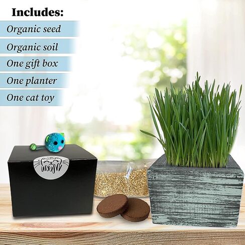 Cali Kiwi Organic Cat Grass Kit - Cat Grass for Indoor Cats with Cat Toy – Natural Hairball Remedy, Supports Digestion & Health, Single Planter (Coastal Turquoise) in Saudi Arabia