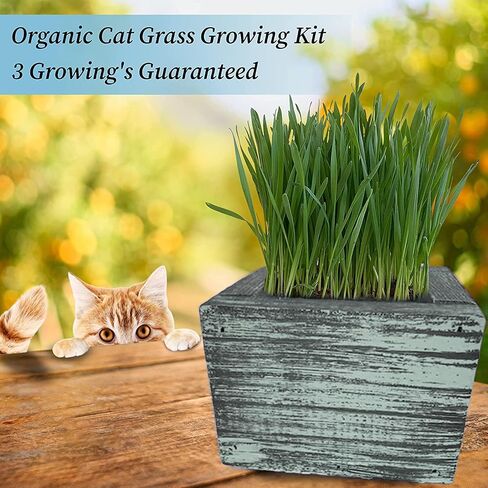 Cali Kiwi Organic Cat Grass Kit - Cat Grass for Indoor Cats with Cat Toy – Natural Hairball Remedy, Supports Digestion & Health, Single Planter (Coastal Turquoise) in Saudi Arabia
