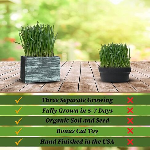 Cali Kiwi Organic Cat Grass Kit - Cat Grass for Indoor Cats with Cat Toy – Natural Hairball Remedy, Supports Digestion & Health, Single Planter (Coastal Turquoise) in Saudi Arabia