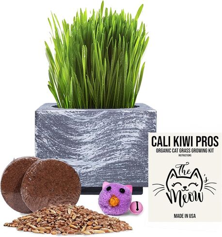 Cali Kiwi Organic Cat Grass Kit - Cat Grass for Indoor Cats with Cat Toy – Natural Hairball Remedy, Supports Digestion & Health, Single Planter (Coastal Turquoise) in Saudi Arabia