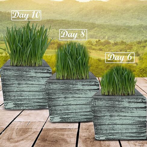 Cali Kiwi Organic Cat Grass Kit - Cat Grass for Indoor Cats with Cat Toy – Natural Hairball Remedy, Supports Digestion & Health, Single Planter (Coastal Turquoise) in Saudi Arabia