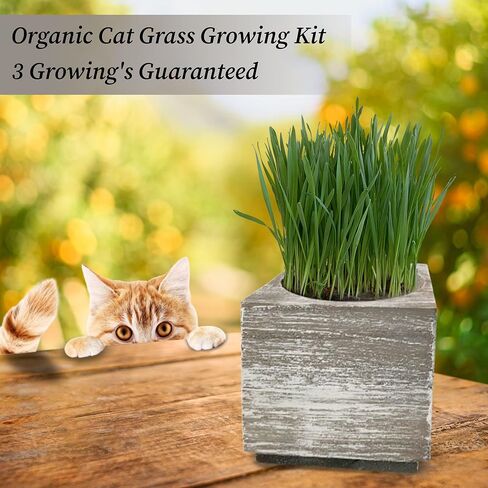 Cali Kiwi Organic Cat Grass Kit - Cat Grass for Indoor Cats with Cat Toy – Natural Hairball Remedy, Supports Digestion & Health, Single Planter (Coastal Turquoise) in Saudi Arabia