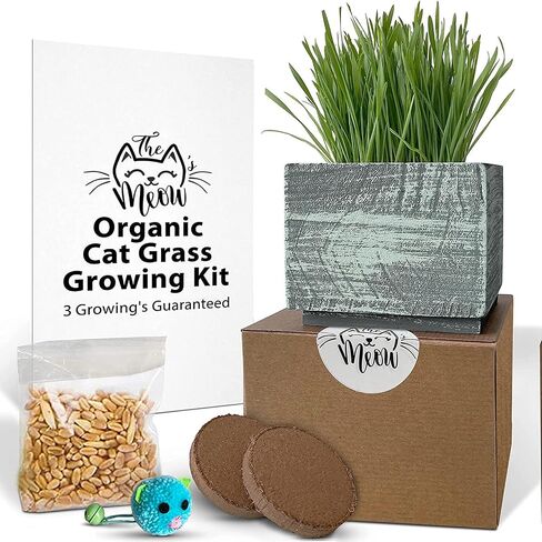 Cali Kiwi Organic Cat Grass Kit - Cat Grass for Indoor Cats with Cat Toy – Natural Hairball Remedy, Supports Digestion & Health, Single Planter (Coastal Turquoise) in Saudi Arabia