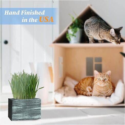 Cali Kiwi Organic Cat Grass Kit - Cat Grass for Indoor Cats with Cat Toy – Natural Hairball Remedy, Supports Digestion & Health, Single Planter (Coastal Turquoise) in Saudi Arabia