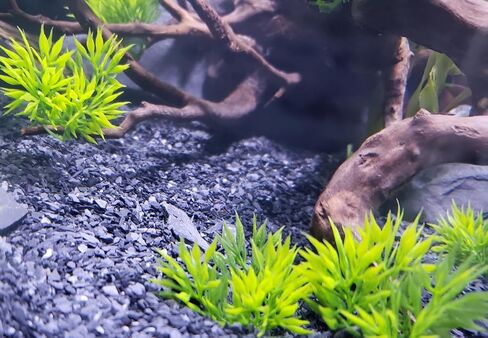 Small World Slate & Stone Aquarium Gravel - Natural Coarse Sand Substrate for Aquascaping Planted, Freshwater and Saltwater Tanks - Gravel Size Approx. 1/32" to 1/8" (6 lbs) in Kuwait