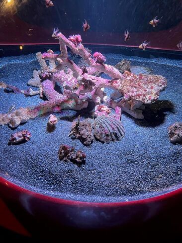 Small World Slate & Stone Aquarium Gravel - Natural Coarse Sand Substrate for Aquascaping Planted, Freshwater and Saltwater Tanks - Gravel Size Approx. 1/32" to 1/8" (6 lbs) in Kuwait