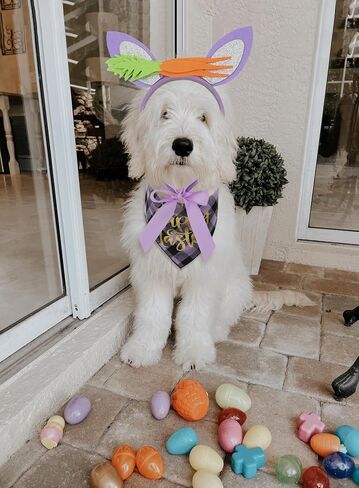 Dog St Patricks Day Outfit, Green Dog Bandana and Sharmrock Headband, Dog St Patricks Day Costume in Saudi Arabia