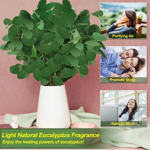 Preserved Dried Eucalyptus Stems, 7-10 Pcs Pure Natural Real Silver Dollar Leaves for Vase Filler, 15-17'' Fresh Eucalyptus Plant Branches for Wedding Home Greenery Décor (3.6oz) in Kuwait
