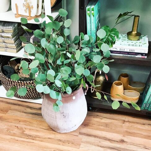 Preserved Dried Eucalyptus Stems, 7-10 Pcs Pure Natural Real Silver Dollar Leaves for Vase Filler, 15-17'' Fresh Eucalyptus Plant Branches for Wedding Home Greenery Décor (3.6oz) in Kuwait