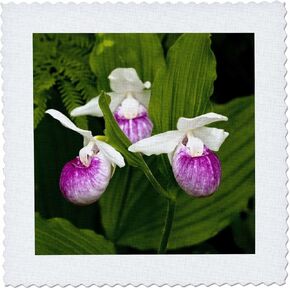 3Drose QS_92113_2 MN ، ITASCA SP ، فلاور سيدة زهرة-US27 PHA0000-PETE
