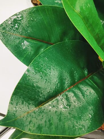 Reptile Plants Terrarium Reptile Tank Decorations for Bearded Dragon Lizard Snake Geckos Chameleon Amphibian Habitat Terrarium Decor (Green+White) in Kuwait