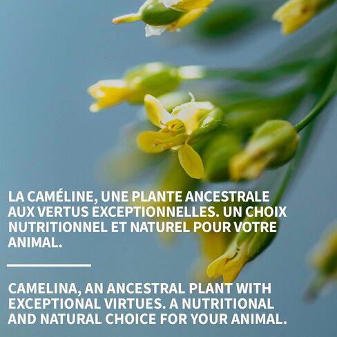 زيت Camelina للخيول ، 18.9L بواسطة Olimega Farm | عالية في أوميغا 3 وفيتامين E | دعم المفاصل الصحية والمعطف والجلد | نقي وبارد مضغوط | ملحق المفصل | غير المعدلة وراثيا in Kuwait
