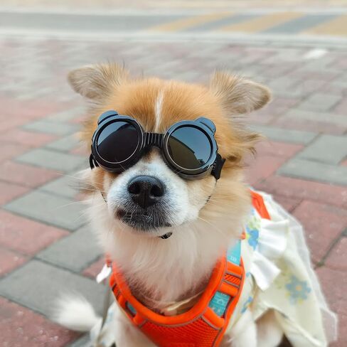 NAMSAN Dog Sunglasses Small Breed, UV-Protection Doggie Goggles for XSmall Dogs, Outdoor Doggy Eye Protection, Anti-Fog Anti-Dust Windproof Snowproof, Adjustable Straps, Panda Black in Saudi Arabia