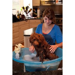 Pet Gear Pup-Tub ، حوض الاستحمام للكلاب والقطط يصل إلى 20 رطلاً ، نزيفًا سهلاً ، تشمل tethers ، أكوا
