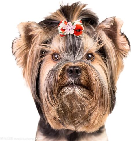 50pcs/25pairs أقواس شعر الكلب مع نمط الأزهار النابض من الفتيات للبنات Cat Rabbit Poodle Poodle Top Knot Hair Lawast in Kuwait