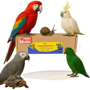 Birds LOVE Natural Cuttlebone | 100% Pure Sun-Dried Calcium Supplement for Birds, Tortoises, Snails & Crabs | Supports Beak & Shell Health | Easy to Chew | 1 Pack, Size 7.5 to 8"