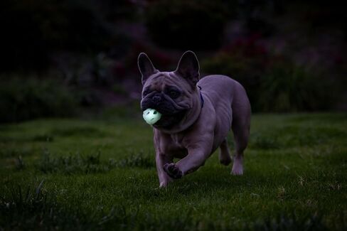 Chuckit! Air Glow Fetch Ball Dog Toy, Medium (2.5 Inch) Pack of 2, for Breeds 20-60 lbs in Kuwait