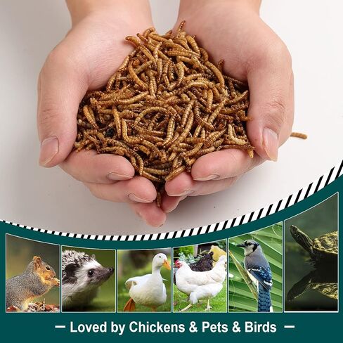 5LB 100% Natural Non-GMO High Protein Dried Mealworms, Large Size No Moisture, Perfect for Chickens Birds Hedgehog Hamster Fish Reptile Turtles in Kuwait