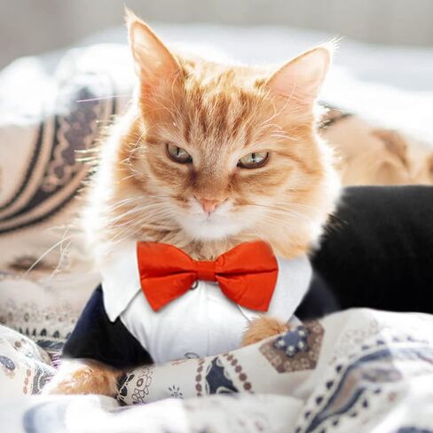 QBLEEV Cat Tuxedo Suit, Sphynx Cat Suit for Cat with Two Bow Tie, Cat Tuxedo Outfit for Birthday Photo Shoot, Formal Onesie Attire Wedding Costumes for Kitten, Male Cat Clothes for Hairless Cats Only in Saudi Arabia