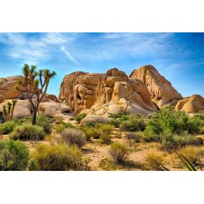 CSFOTO 10x8ft Joshua Tree National Park Backdrop Arid Barren Cactus Sandstone Rock Climate Mountain and Desert Scenery Backdrop Desert Terrarium Background