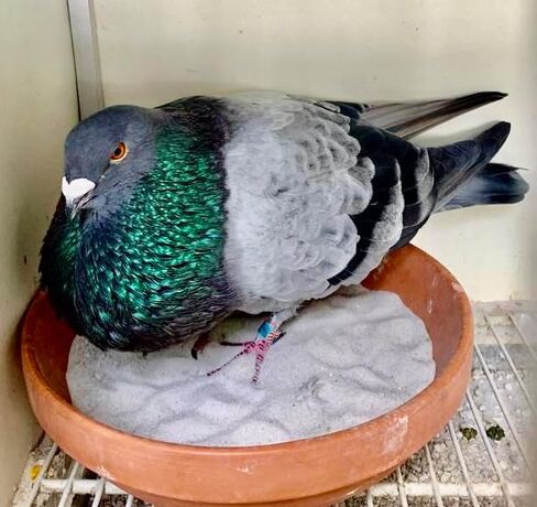 DEWORMX for Pigeons Doves Birds Palomos Buchones Mensajeros Pigeon Tabs Pigeonvita Vitamins La Lechita Pigeons Hens Rooster Chickens Caged Birds (Pigeon Loft 8oz) in Kuwait