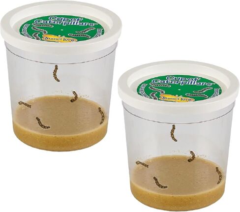 Insect Lore Cup of Caterpillars™ Basic | 5 Live Baby Painted Lady Caterpillars | Refill for Habitat Kit | Caterpillars and Food Included in Saudi Arabia