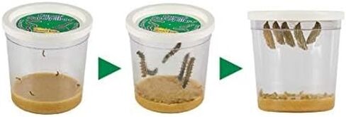 Insect Lore Cup of Caterpillars™ Basic | 5 Live Baby Painted Lady Caterpillars | Refill for Habitat Kit | Caterpillars and Food Included in Saudi Arabia