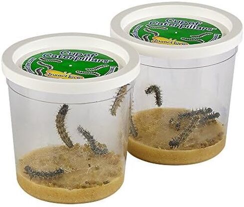 Insect Lore Cup of Caterpillars™ Basic | 5 Live Baby Painted Lady Caterpillars | Refill for Habitat Kit | Caterpillars and Food Included in Saudi Arabia