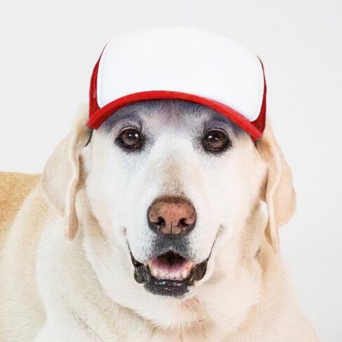 DIY PupLid Trucker Hats (Solid Black, Medium) – Customizable Dog Hat, Blank Canvas for Personalized Design, Adjustable, Premium Stylish Sun Protection in Kuwait