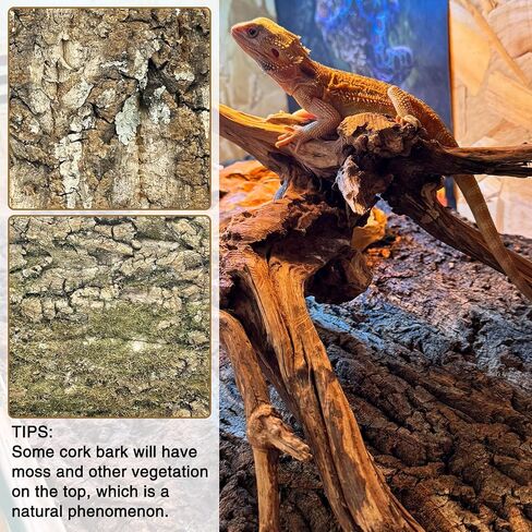 Fhiny 2 PCS Cork Bark Background, 11.6" x 7.7" Natural Cork Bark for Reptiles Tank Backdrop Reptile Climbing Wall Terrarium Decor Accessories for Turtle Beared Dragon Chameleon Snake in Kuwait