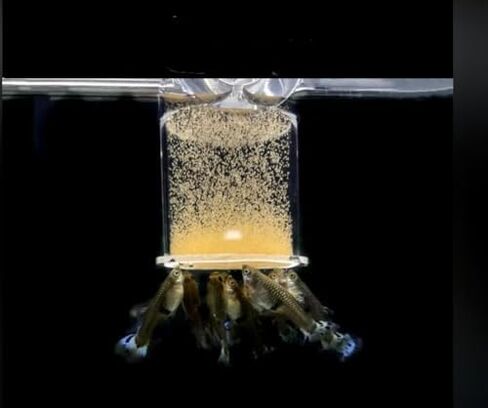 Bubble Magus Brine Shrimp Eggs for Aquatic Foods Artemia Cysts of 90% Hatch Rate Fish Food (0.5 OZ, Brine Shrimp Eggs) in Kuwait