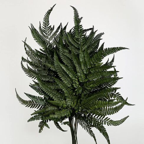 Preserved Real Ferns Dried Fern Tips Stems Wedding Garlands Home Decorations Bouquets Flower Arrangements Wall Hanging Dried (White)(10 Stems) in Kuwait