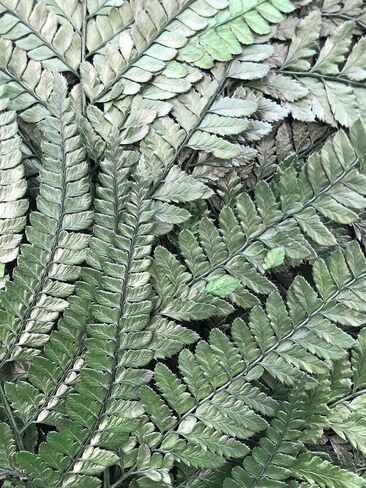Preserved Real Ferns Dried Fern Tips Stems Wedding Garlands Home Decorations Bouquets Flower Arrangements Wall Hanging Dried (White)(10 Stems) in Kuwait