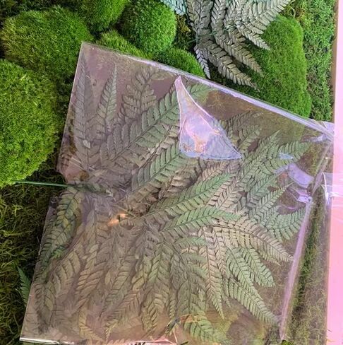 Preserved Real Ferns Dried Fern Tips Stems Wedding Garlands Home Decorations Bouquets Flower Arrangements Wall Hanging Dried (White)(10 Stems) in Kuwait