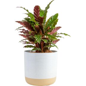 Costa Farms Calathea Live Plant | تراجع منزلي محفوظ بوعاء في وعاء نبات مزخرف 10 بوصة | 26-36 بوصة طول | التربة بوتينغ | حديقة فريدة من نوعها أو هدية عيد ميلاد | الغرفة والمنزل ديكور