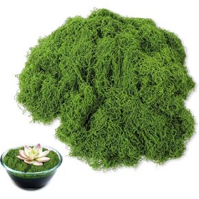 طحالب خضراء وهمية وهمية ، نباتات محفوظة بوعاء ديكور الطحلب الاصطناعي ، الحرف المزخرفة فو ، طاولة تزيين الجدران المنزلية ، فنون DIY ، حاويات زجاجية ، حديقة خرافية ، حفل زفاف ، صنع عارضة الأزياء