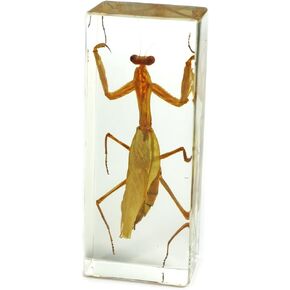 REALBUG Praying Mantis Paperweight (1 5/8 x 4 3/8 x 1 1/8")