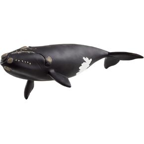 Schleich Wild Life - تمثال كبير بلعبة الحوت اليمنى. ألعاب حيوانية صعبة واقعية مرسومة باليد للبنين والبنات. شخصية تعليمية متينة للعب الخيال. الأطفال والأطفال الصغار الذين تتراوح أعمارهم بين 3+ 14878