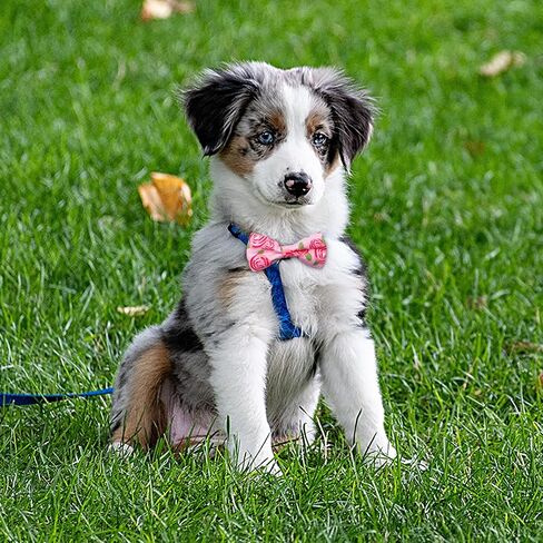 PET SHOW Wholesale 50pcs Floral Small Dogs Collar Attachment Bow Ties Embellishment Medium Large Dog Puppies Cats Collar Charms Accessories Bulk Slides Bowties in Saudi Arabia