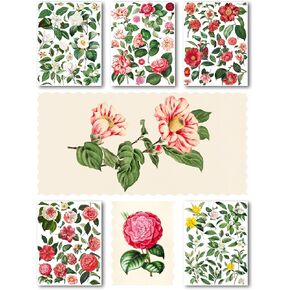 Large Stickers Pack # Beautiful Camelias Antique Botannical Book Engraving Illustration HANATABA Vintage Styled Wall Laptop Vinyl Stickers