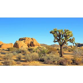 Desert Reptile Tank Background Joshua Tree Rocks Desert Terrarium Background Desert Landscape Reptile Terrarium Background Rocky Bush Reptile Habitat Background Bearded Dragon Tank Background 36x18in