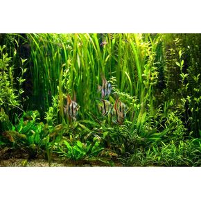 Aquarium Background Underwater Green Algae Fish Tank Background Lush Green Aquatic Plants Terrarium Enclosure Background Under Water Sea Grass Sands Tank Background Wallpaper 24x12in