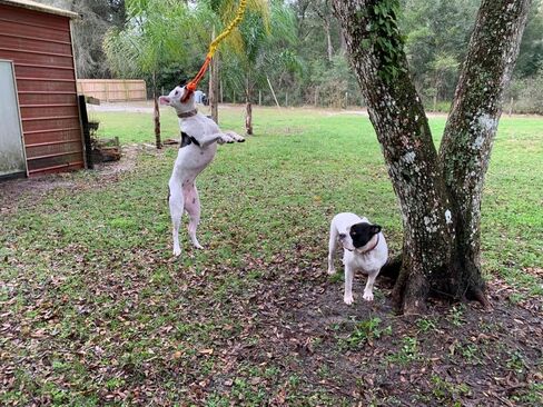 Dog Bungee Tug Toy, Hanging Tether Tug of War for Various of Dogs to Exercie and Play, Outdoor Retractable Dog Rope with Cotton Chew Toy (Blue Strap) in Saudi Arabia